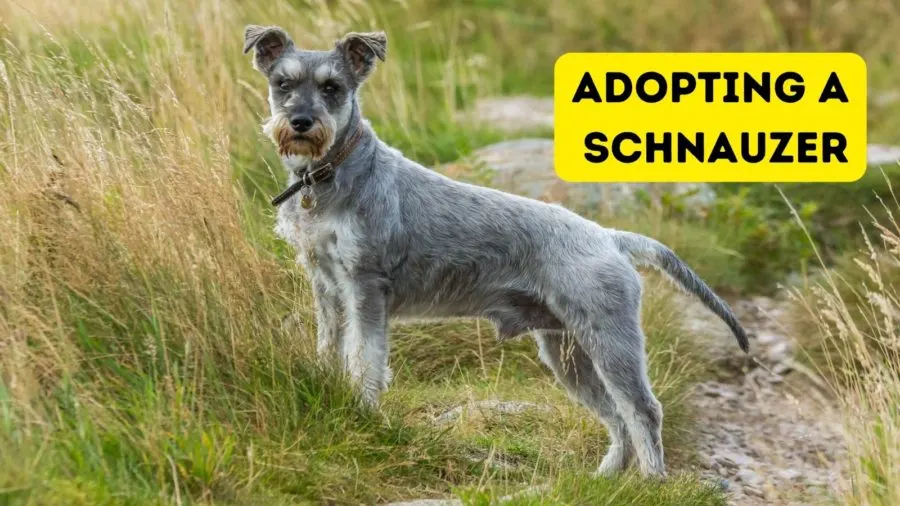 Adopting a Schnauzer