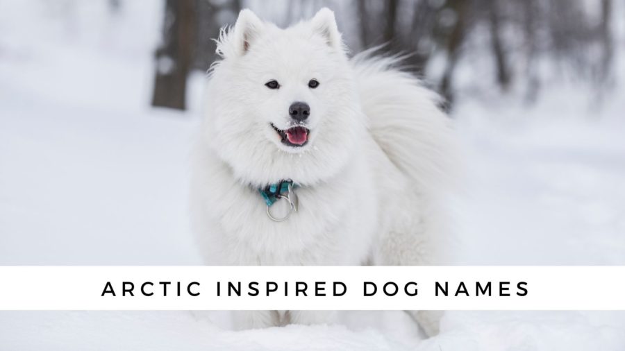 Arctic Dog Names