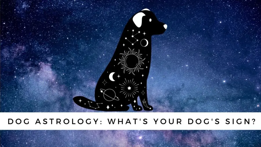 zodiac signs for dogs