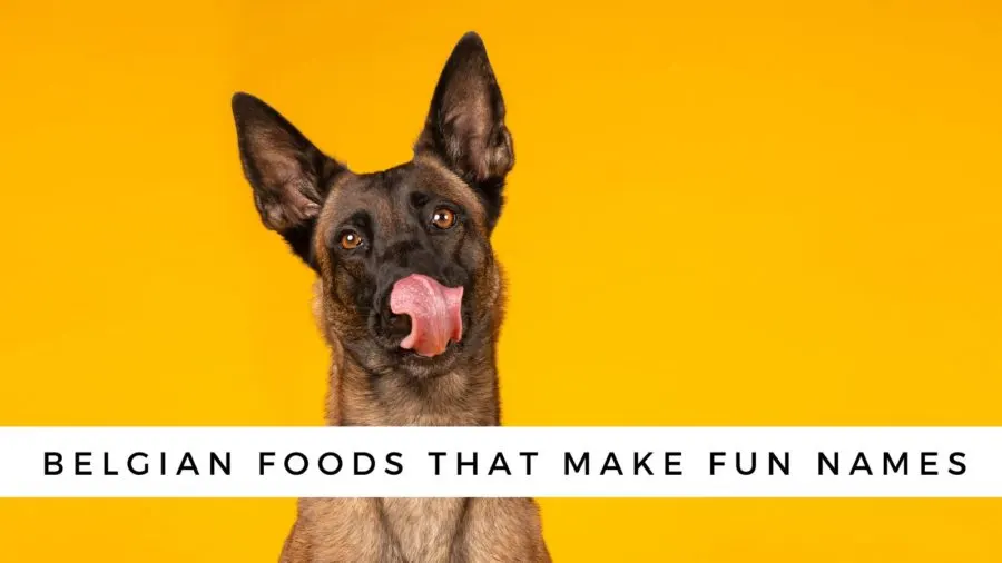 Belgian foods that make good Malinois names