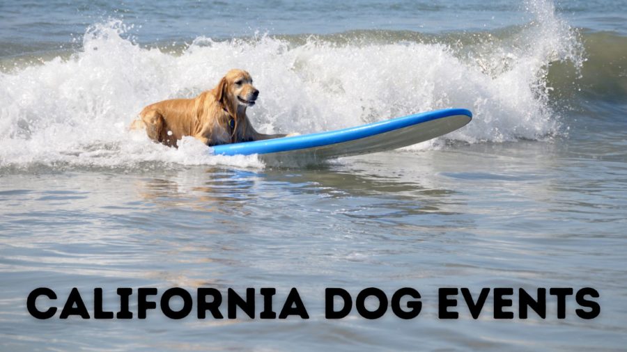 California dog events
