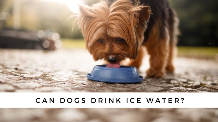 Can dogs drink ice water?