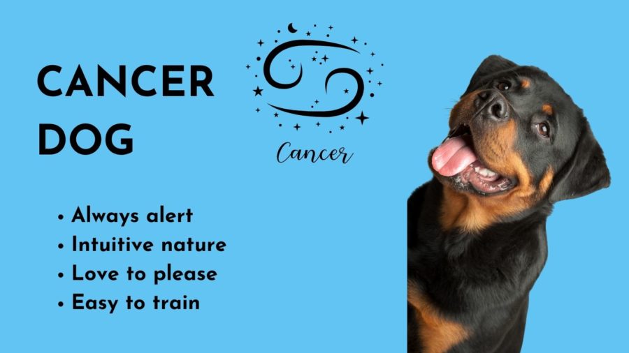 Cancer Dog -- Zodiac sign of your dog