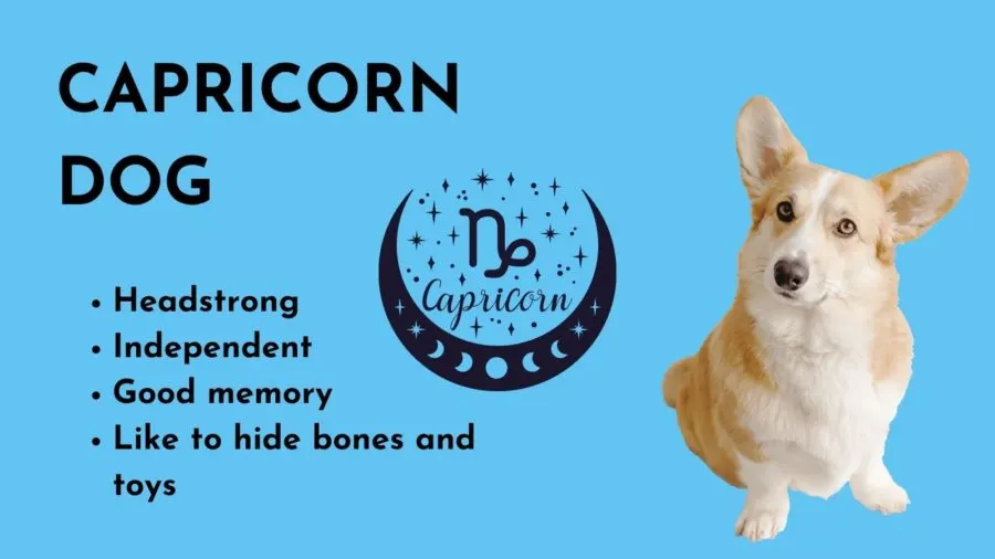 Capricorn Dog -- Zodiac sign of your dog