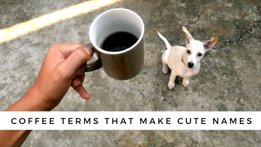 Coffee Related Dog Names from Coffee Terms and Culture
