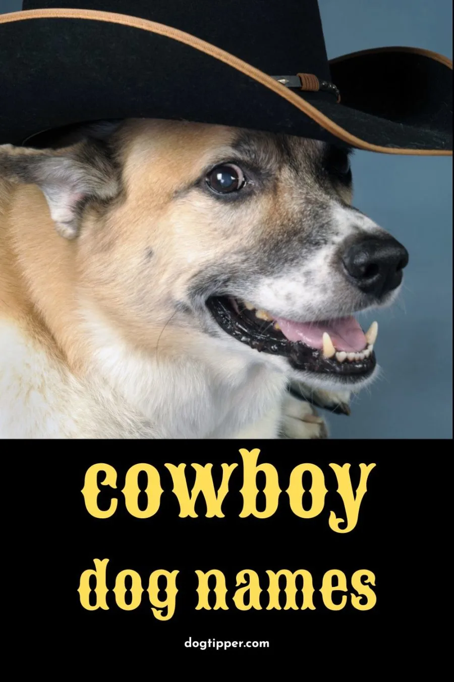 Cowboy Dog Names for Your Buckaroo!