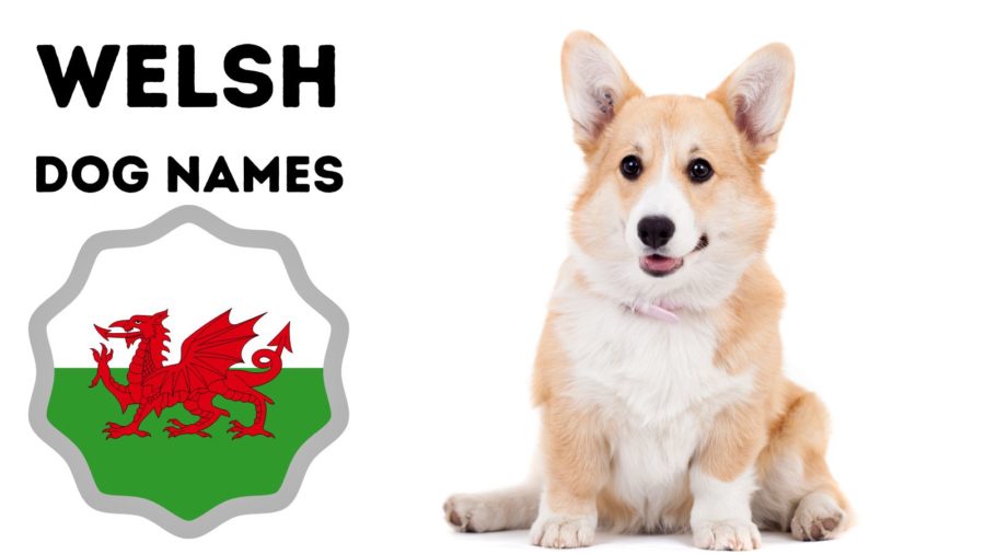 Welsh Dog Names and Corgi