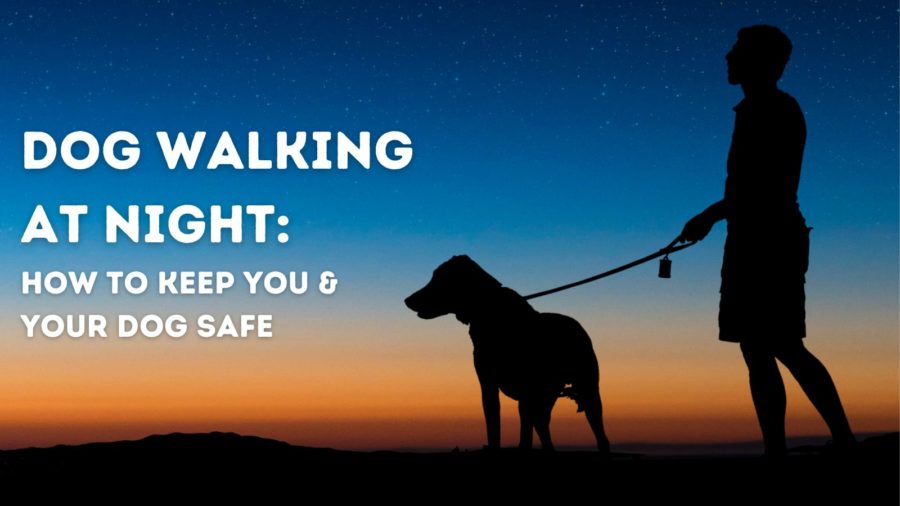 Dog Walking at Night: How to Keep You & Your Dog Safe