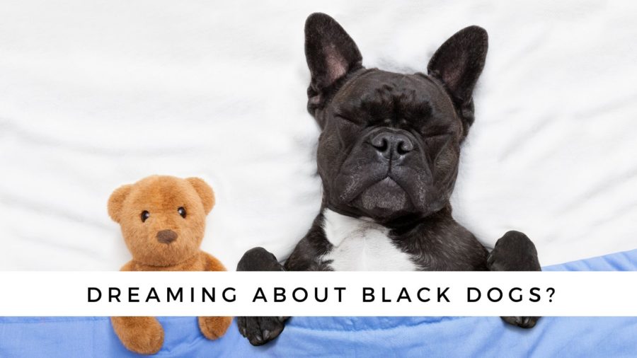 Are you dreaming of black dogs?