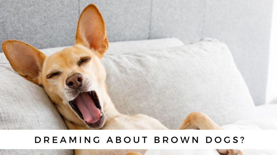 Are you seeing a brown dog in a dream?
