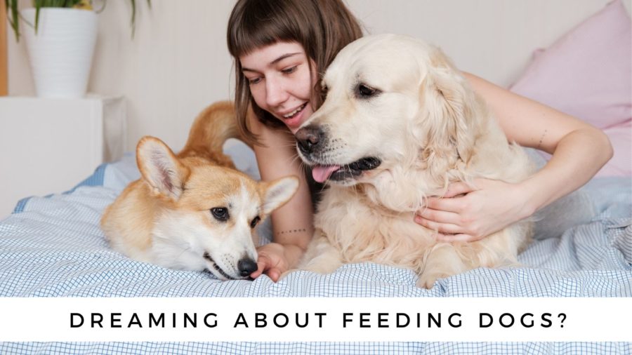 Have you dreamed of giving food to a dog in a dream?