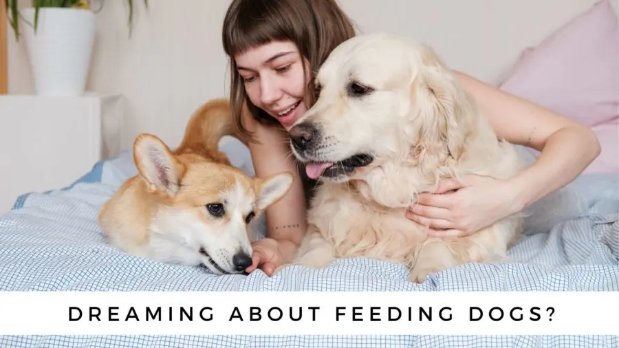 Have you dreamed of giving food to a dog in a dream?