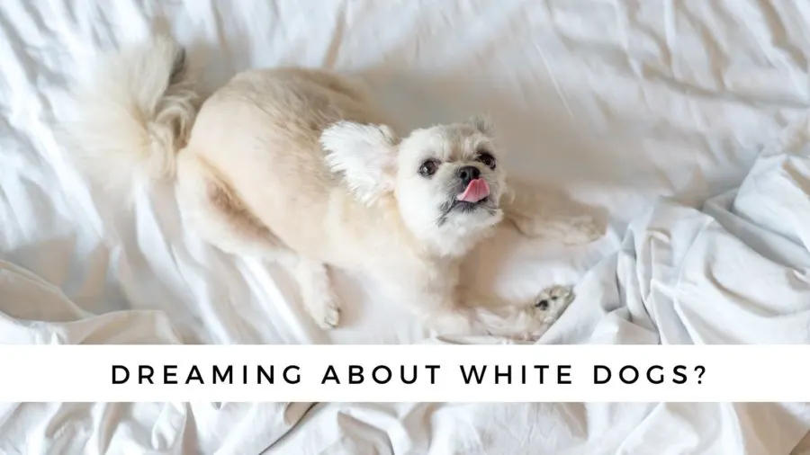 Are you seeing a white dog in a dream?