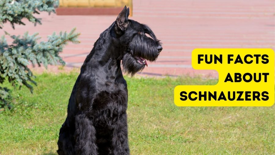 Fun facts about Schnauzers