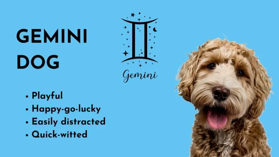 Gemini Dog -- Zodiac sign of your dog