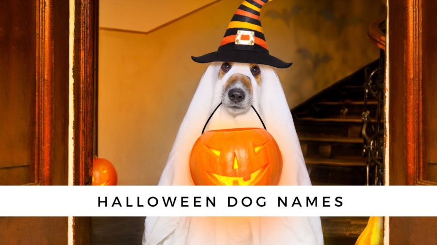 180 Halloween Dog Names - A Monster List of Names for Your Fur Baby
