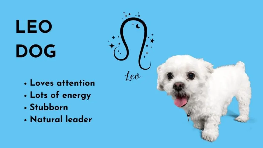 Leo Dog -- Zodiac sign of your dog