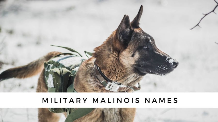 military Malinois names