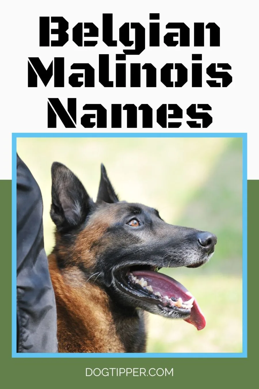 Belgian Malinois Puppy names