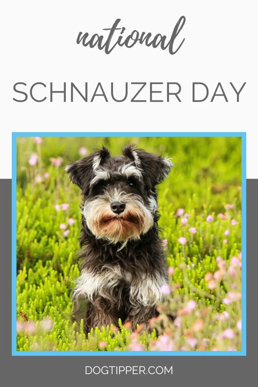 National Schnauzer Day pet holiday