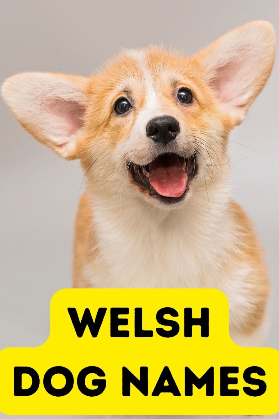 Welsh Dog Names