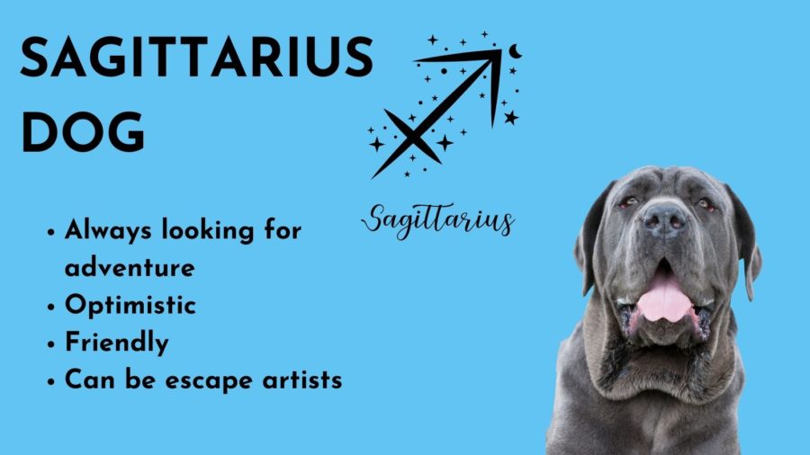 Sagittarius Dog -- Zodiac sign of your dog