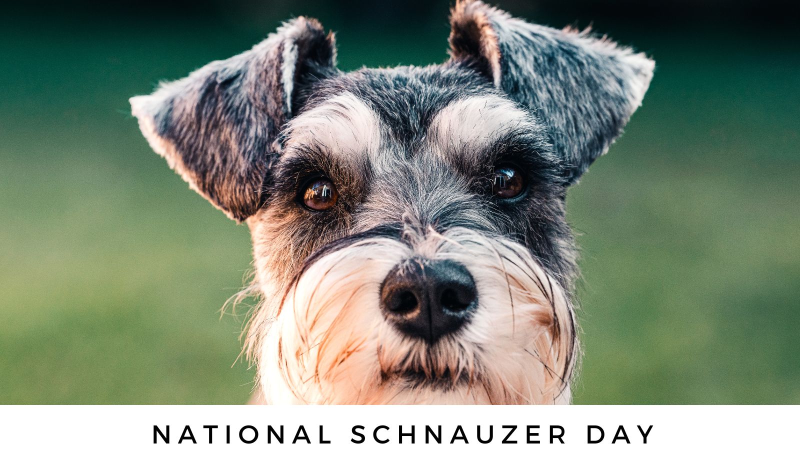 Día Nacional del Schnauzer, 25 de septiembre