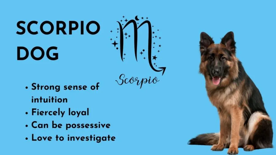 Scorpio Dog -- Zodiac sign of your dog