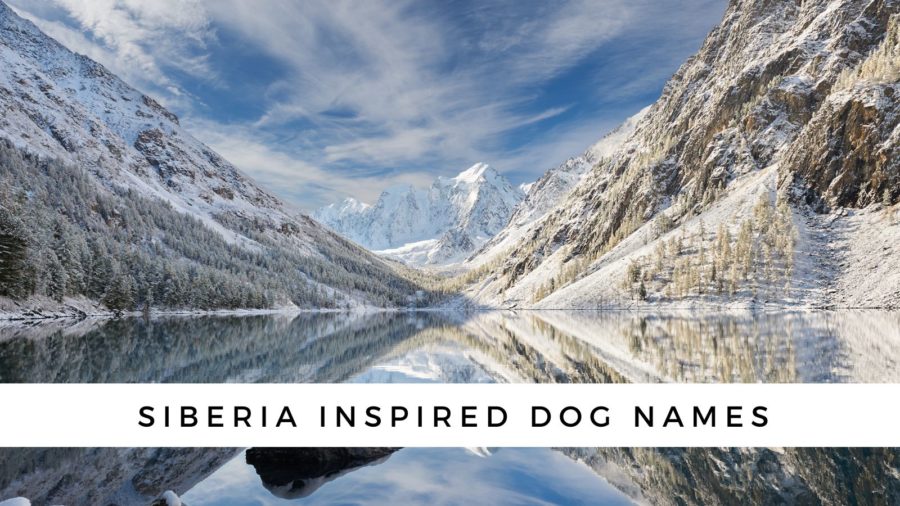 Siberia Inspired Dog Names