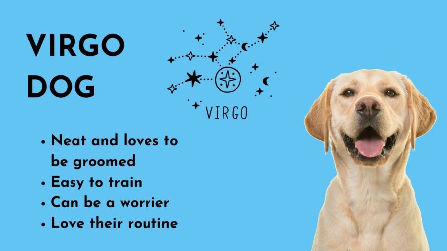 Virgo Dog -- Zodiac sign of your dog