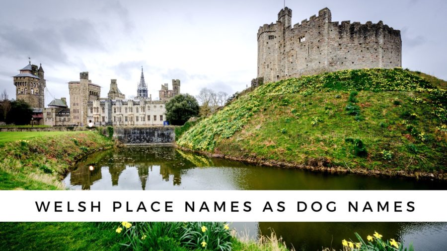Welsh Place Names as Dog Names