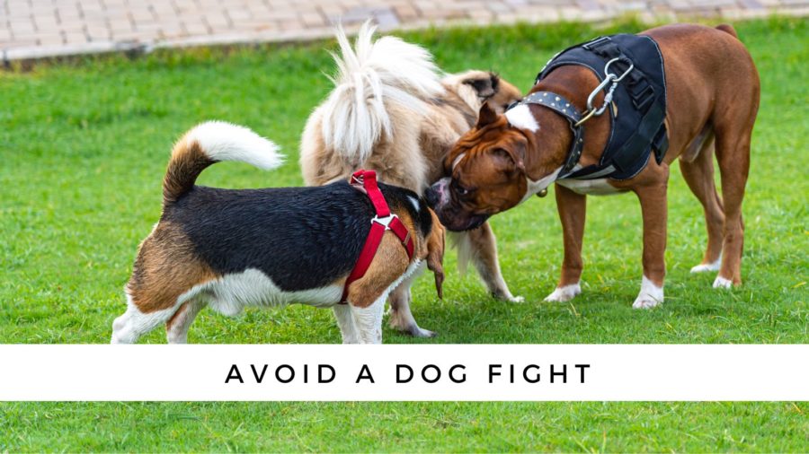 sniffing butts helps dogs avoid a dog fight