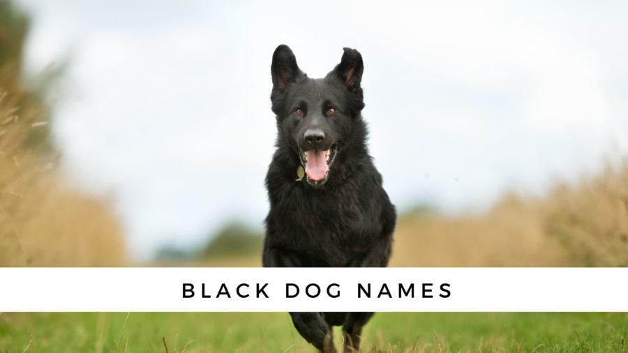 what are some great dog names