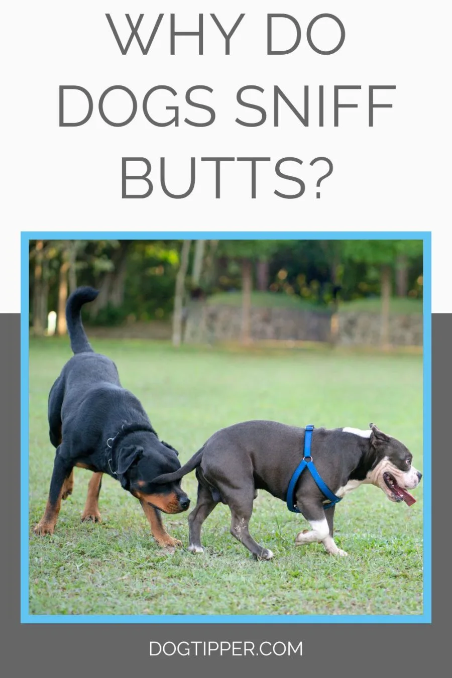 why do dogs sniff other dogs bottoms