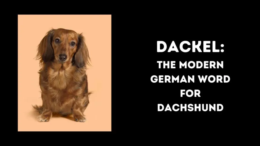 Dackel: the modern German word for Dachshund