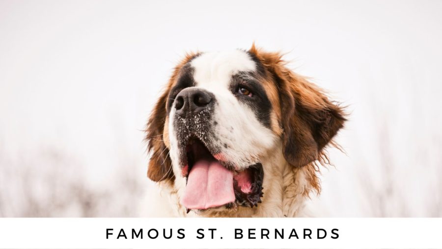 Famous St. Bernards