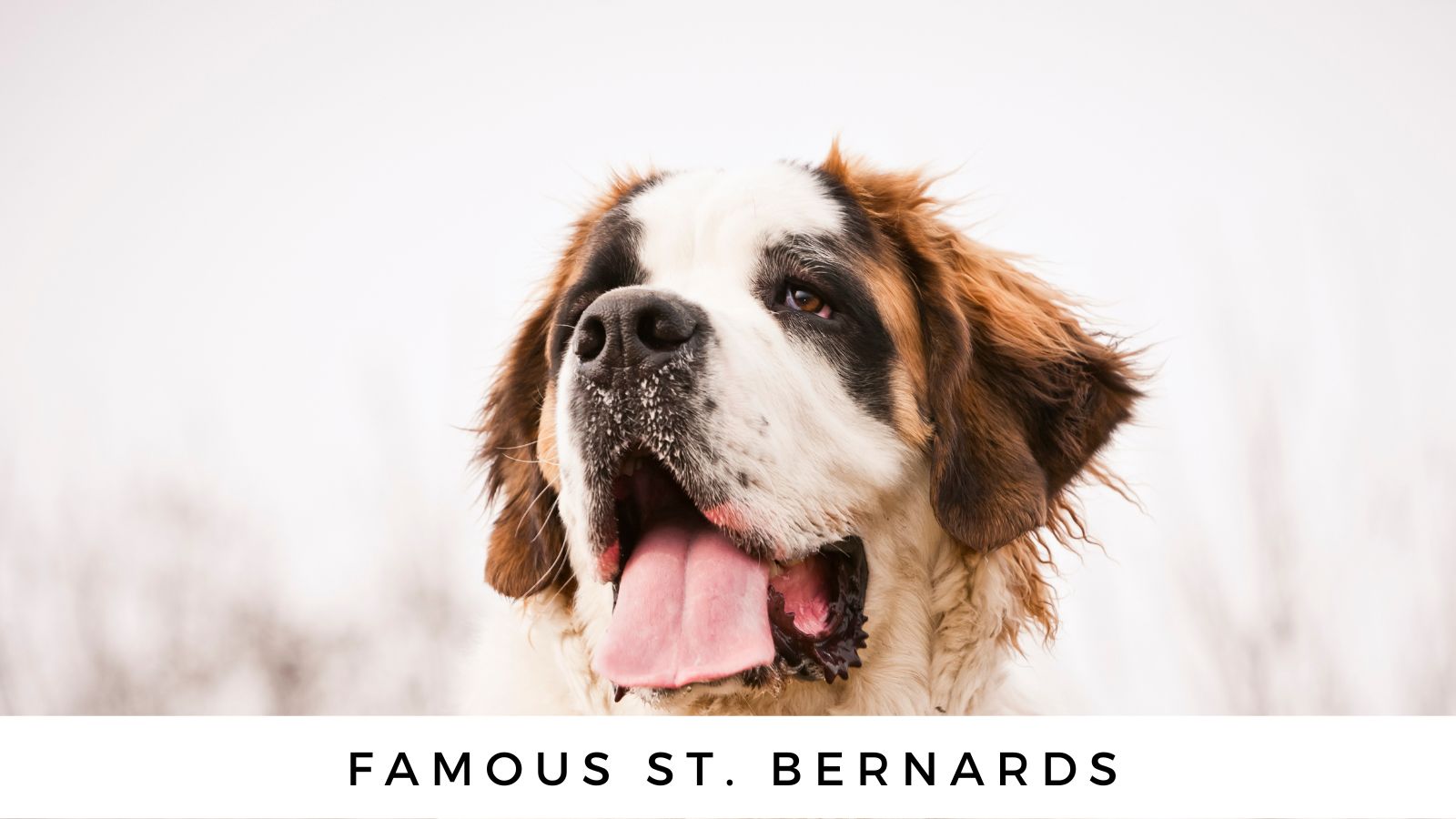 Famosos San Bernardos