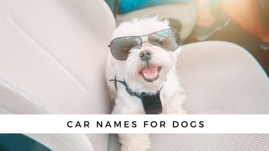Truck names for dogs