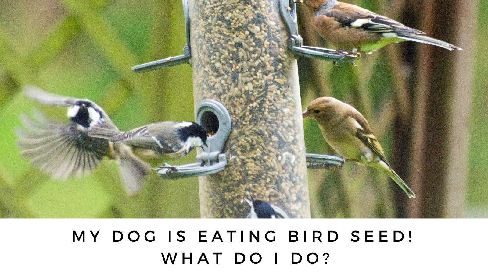 Can Dogs Eat Bird Food? 2