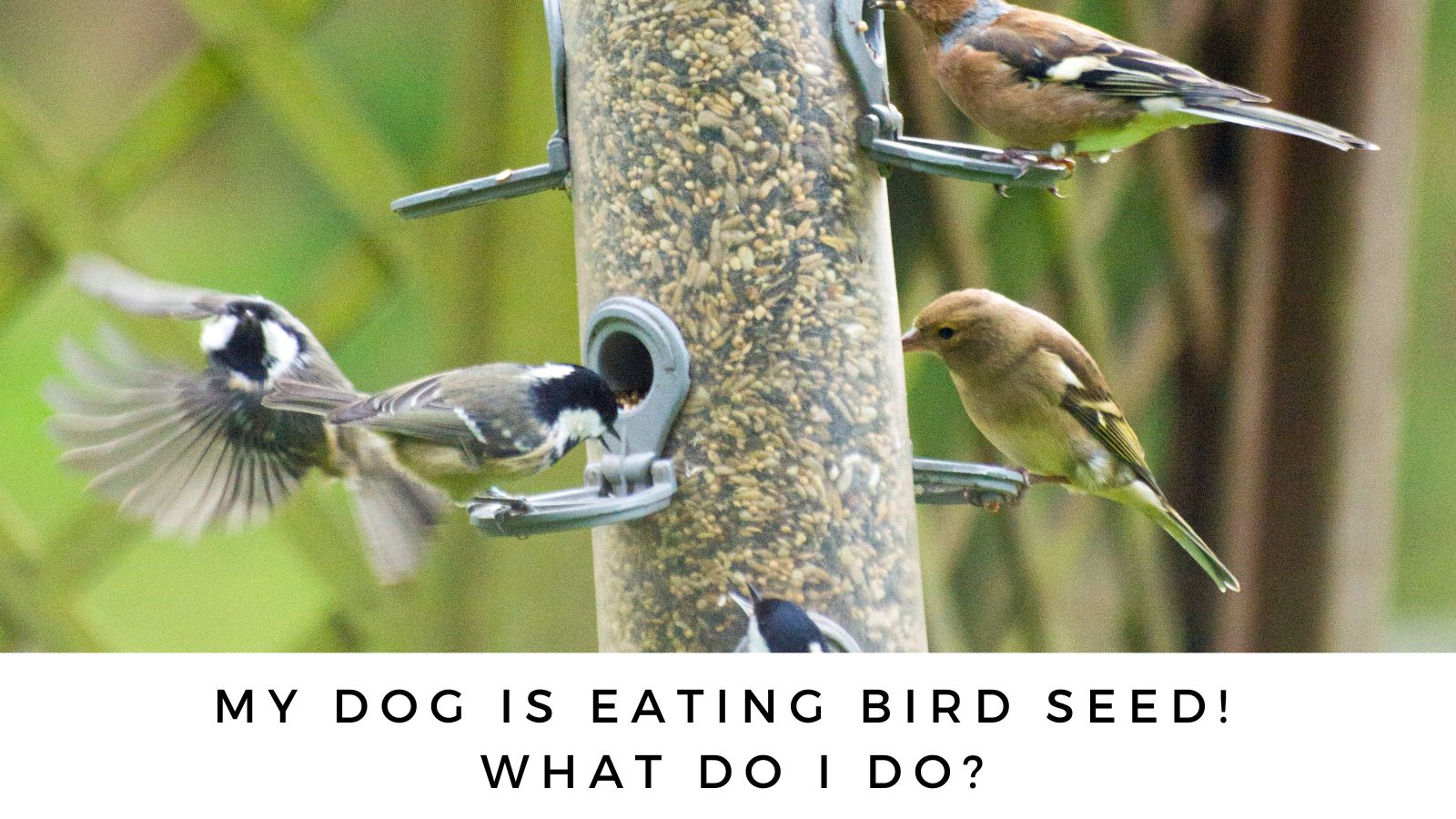 is bird food dangerous for dogs