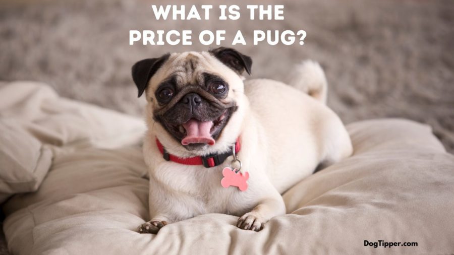 The Price of a Pug at a Breeder, a Breed Rescue and a Shelter