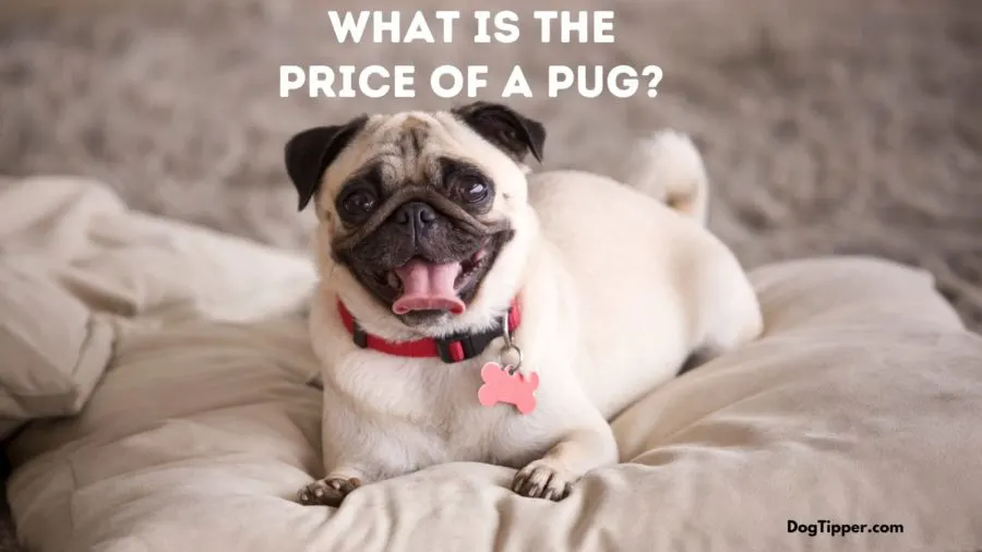 The Pug Dog Price Tag: What You Need to Know Before You Get Your Pug (2023)