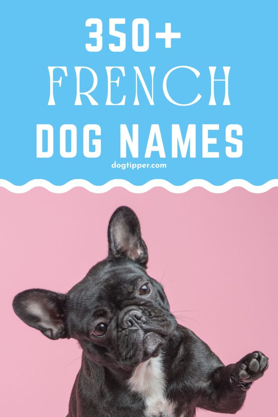 350 French Dog Names {and their meanings!}