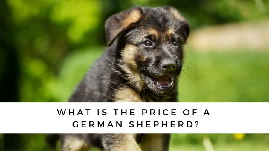 German Shepherd puppy price at a breeder or rescue