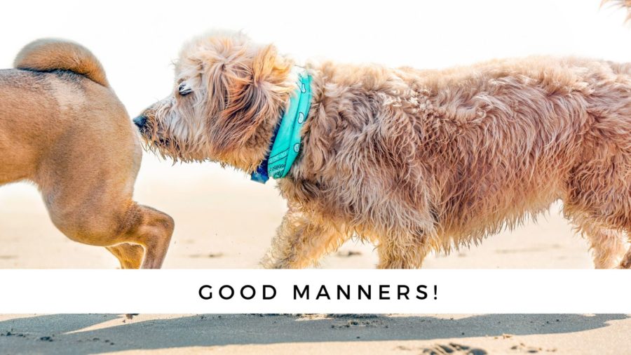 butt sniffing is good manners between dogs