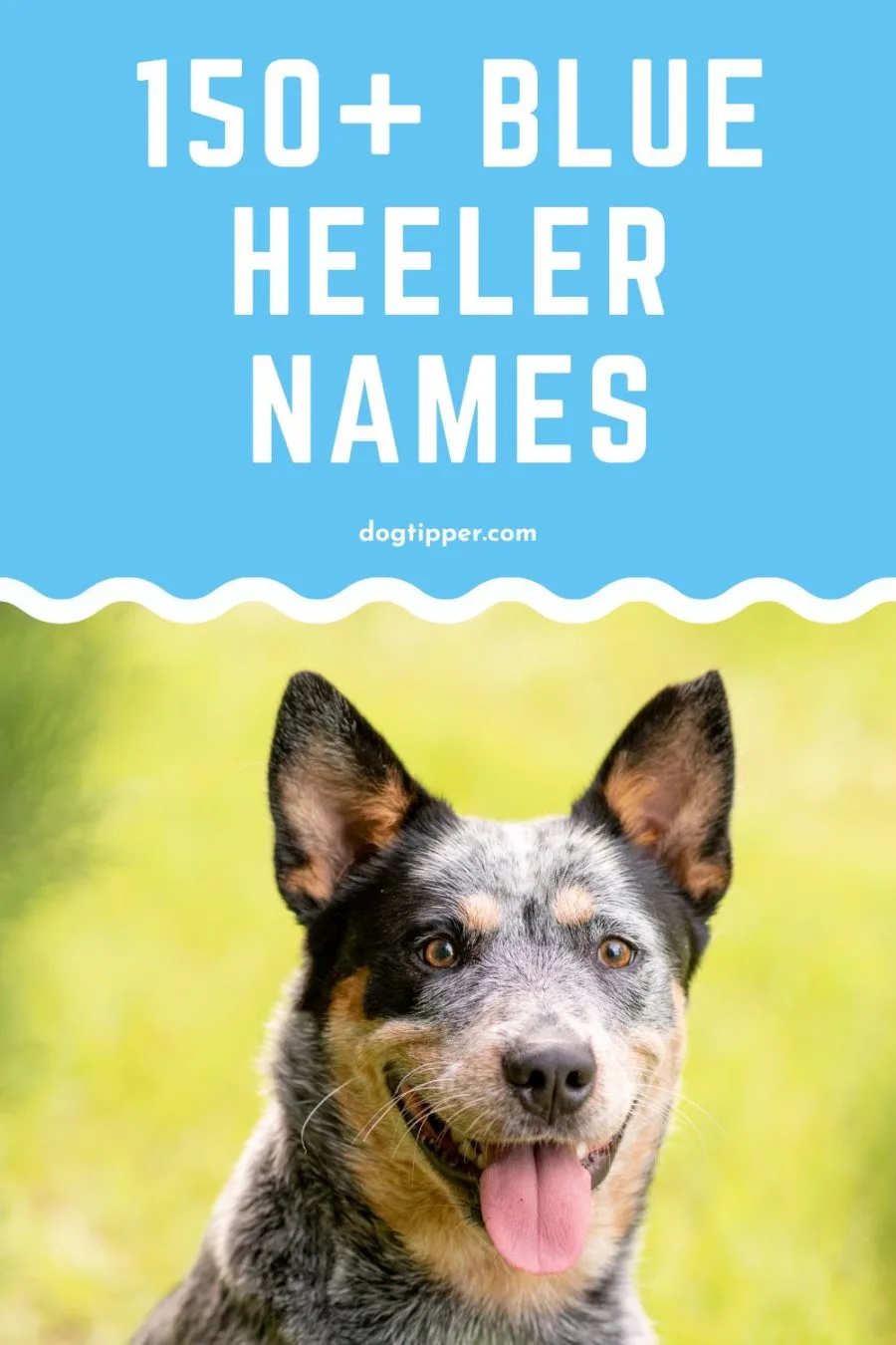 Blue Heeler Names from Australia