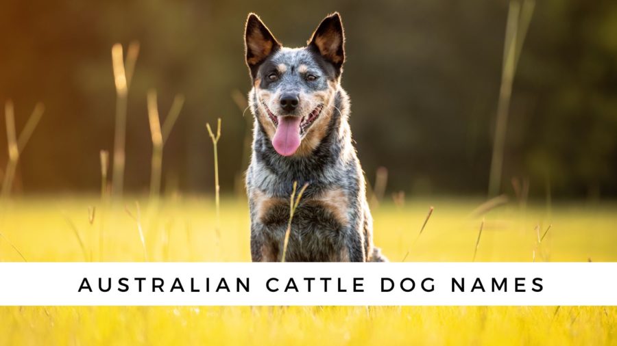 Blue Heeler Dog Names