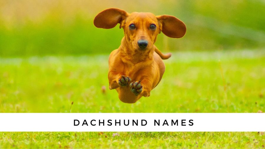 200 Dachshund Names from famous Dachshunds, movies, German popular names, German foods and more