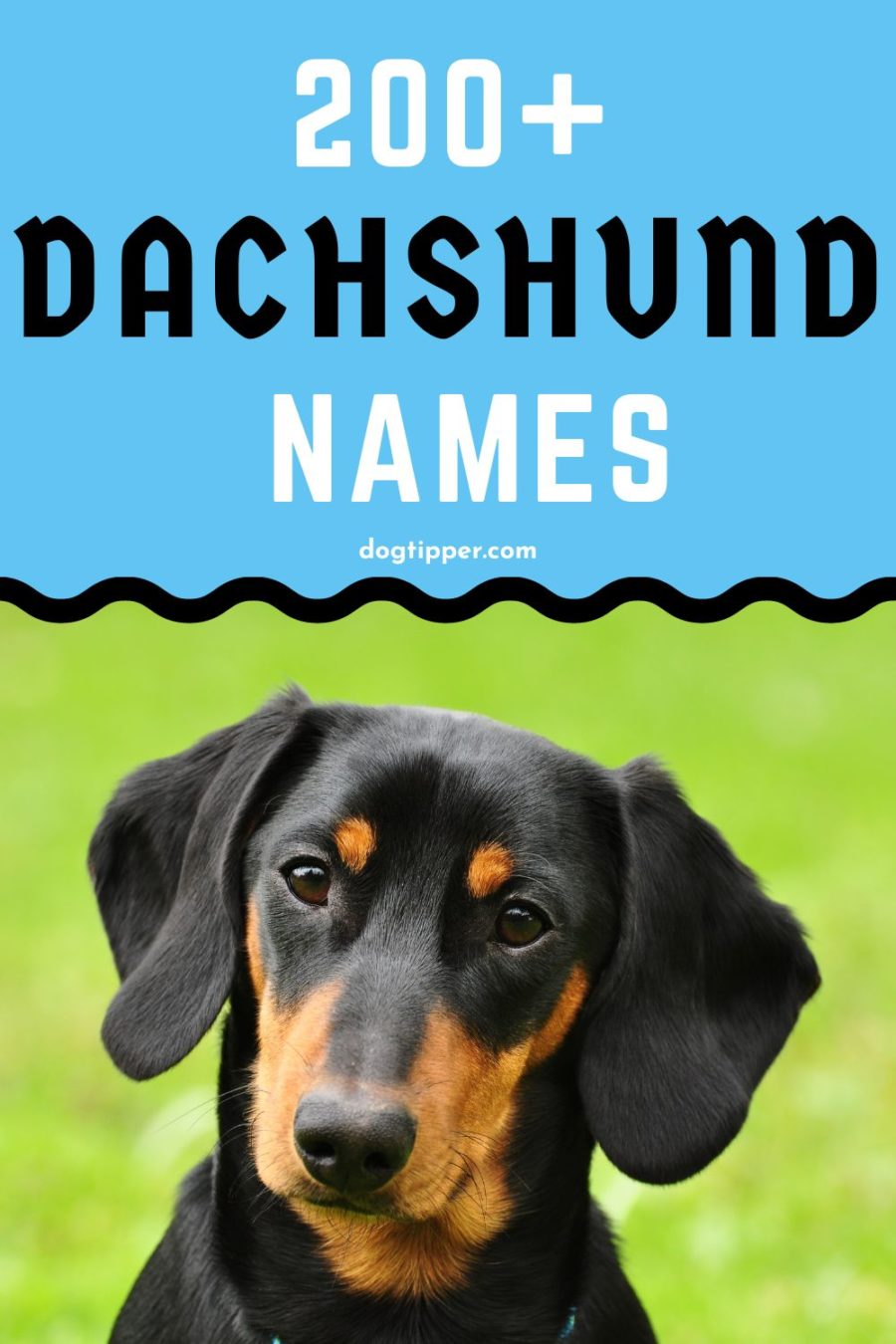 200+ Dachshund Names for Your New Sausage Dog!