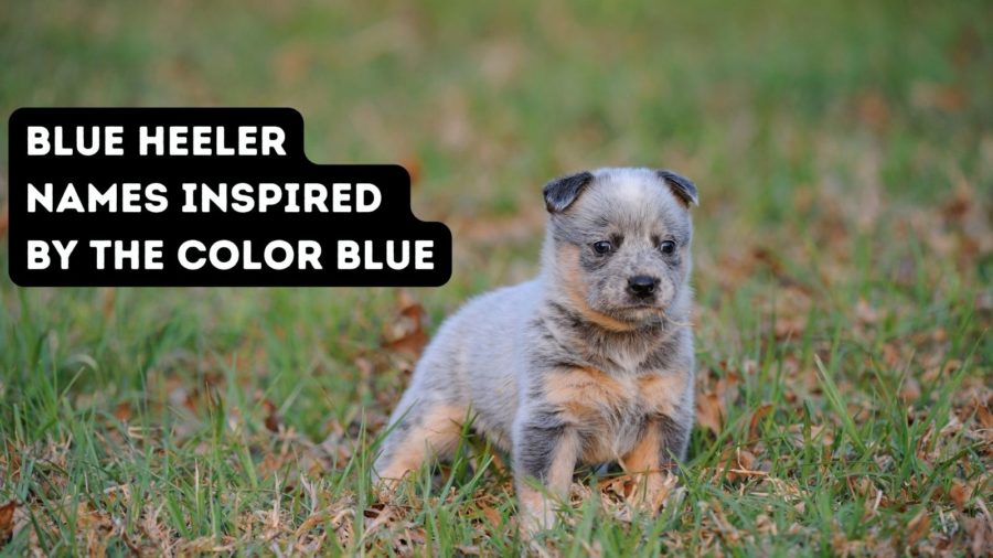 Blue Heeler names inspired by the color blue